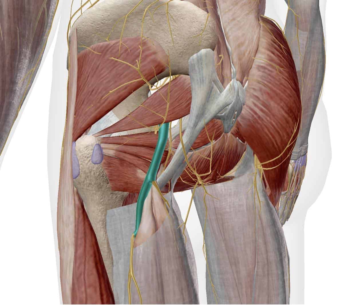Sciatica Kicking Your Butt?
