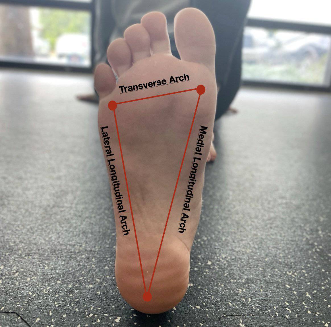 Three Arches of the Foot